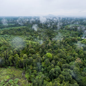 Explicaci N De Los Datos De Global Forest Watch Sobre La P Rdida De