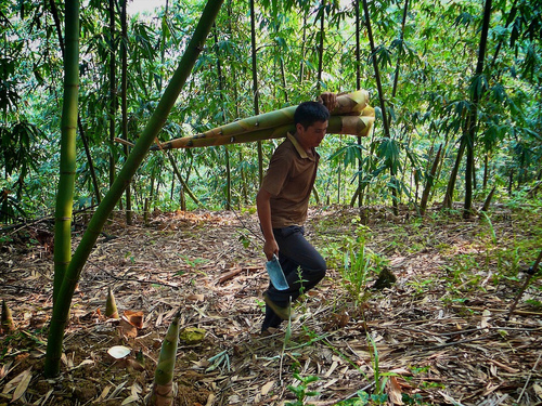 Man carries log