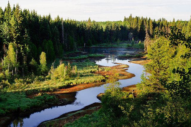 canada_boreal_forest
