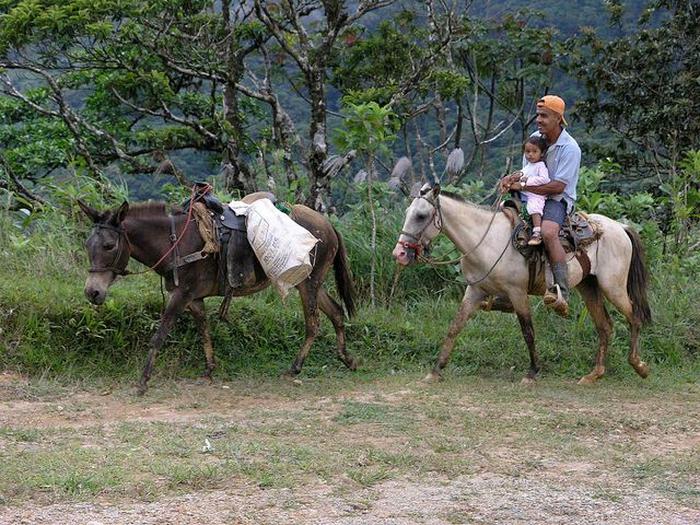 panama_forest