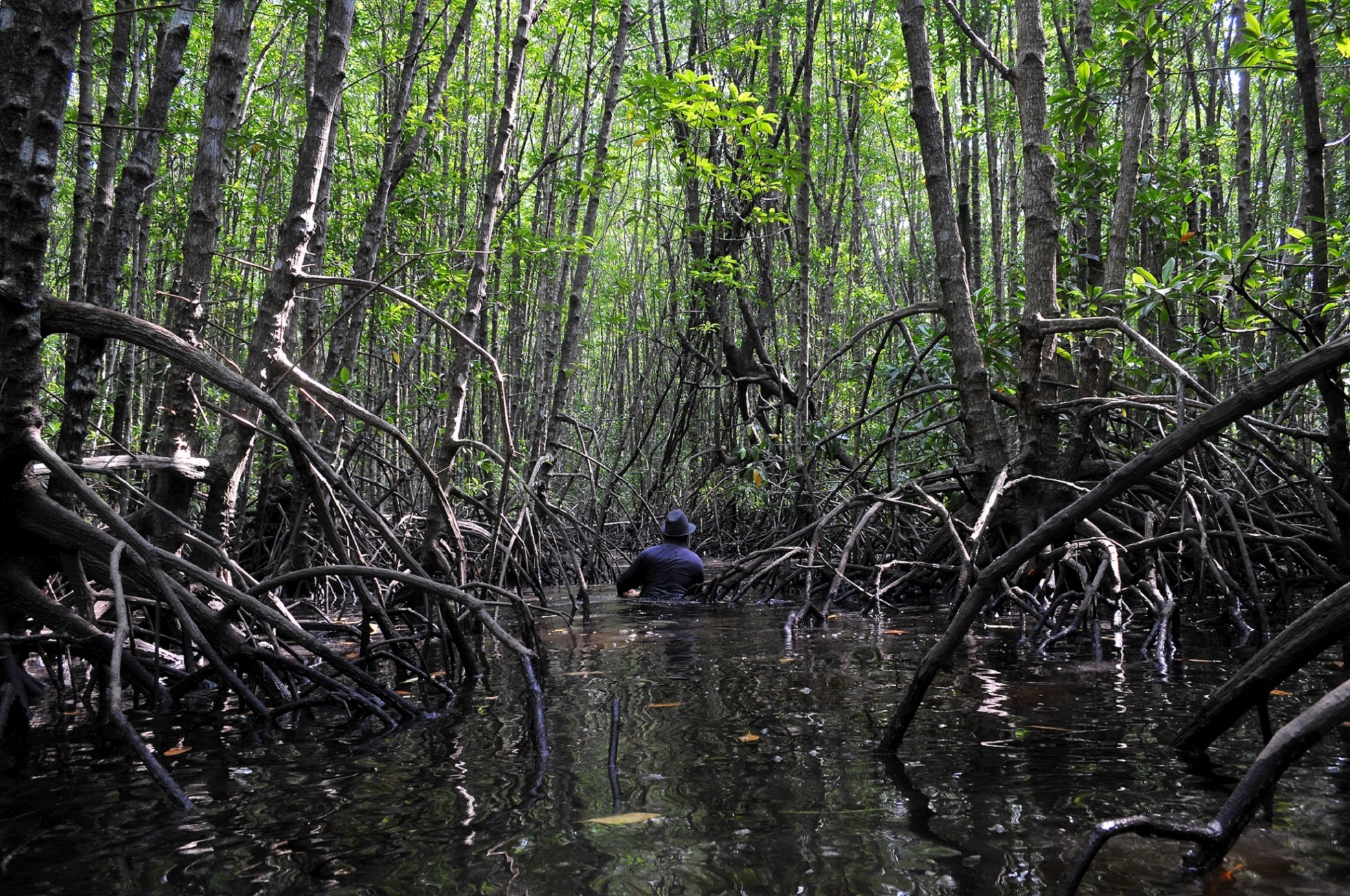 mangrove forest being burned