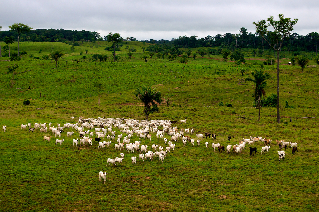 Cattle farming