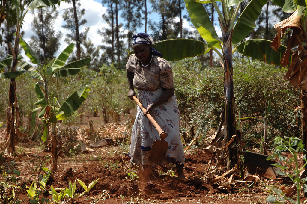 Smallholder farmer