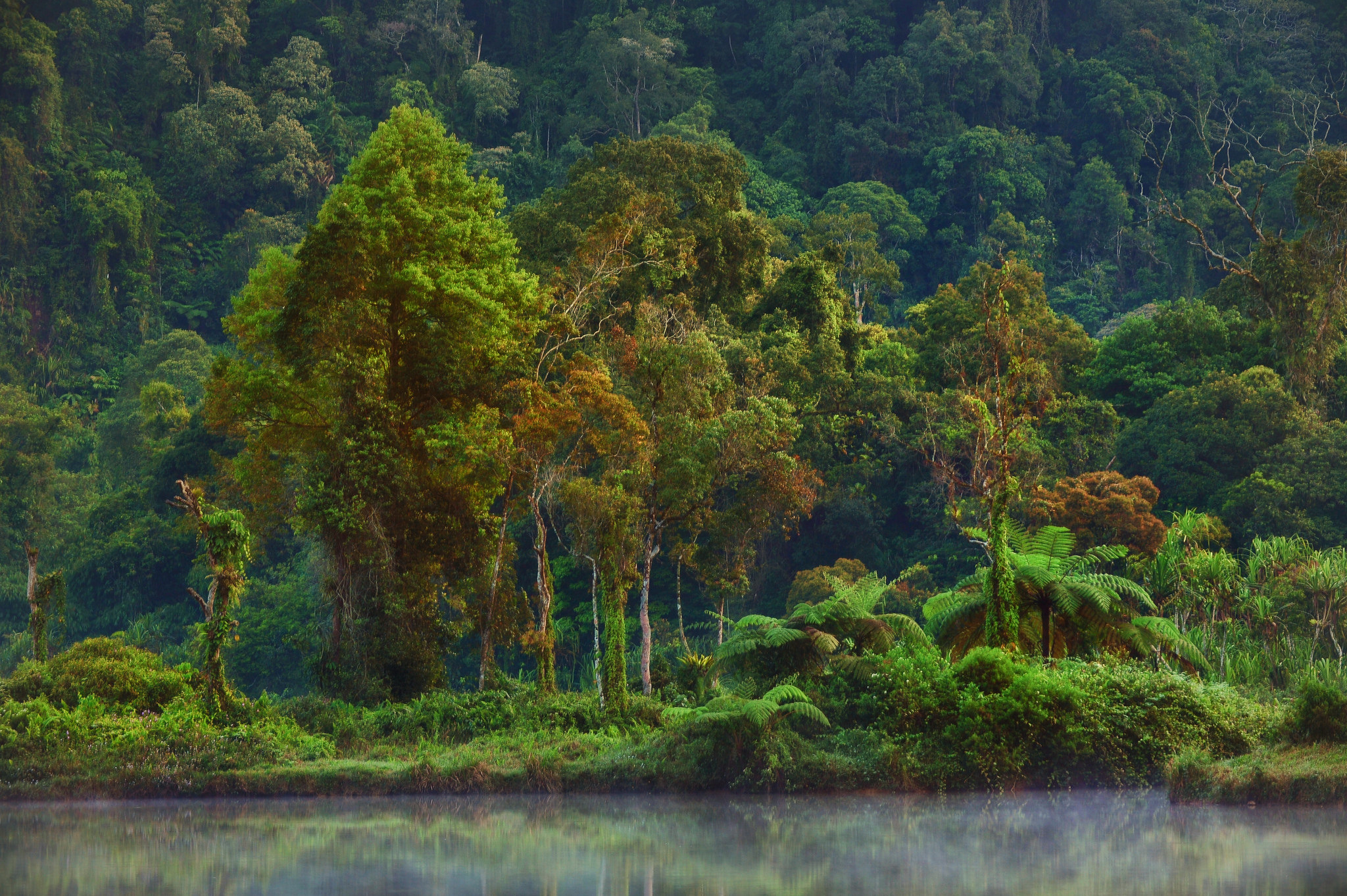 Extending Indonesia’s Forest Moratorium Is a Win for Business | Forest ...