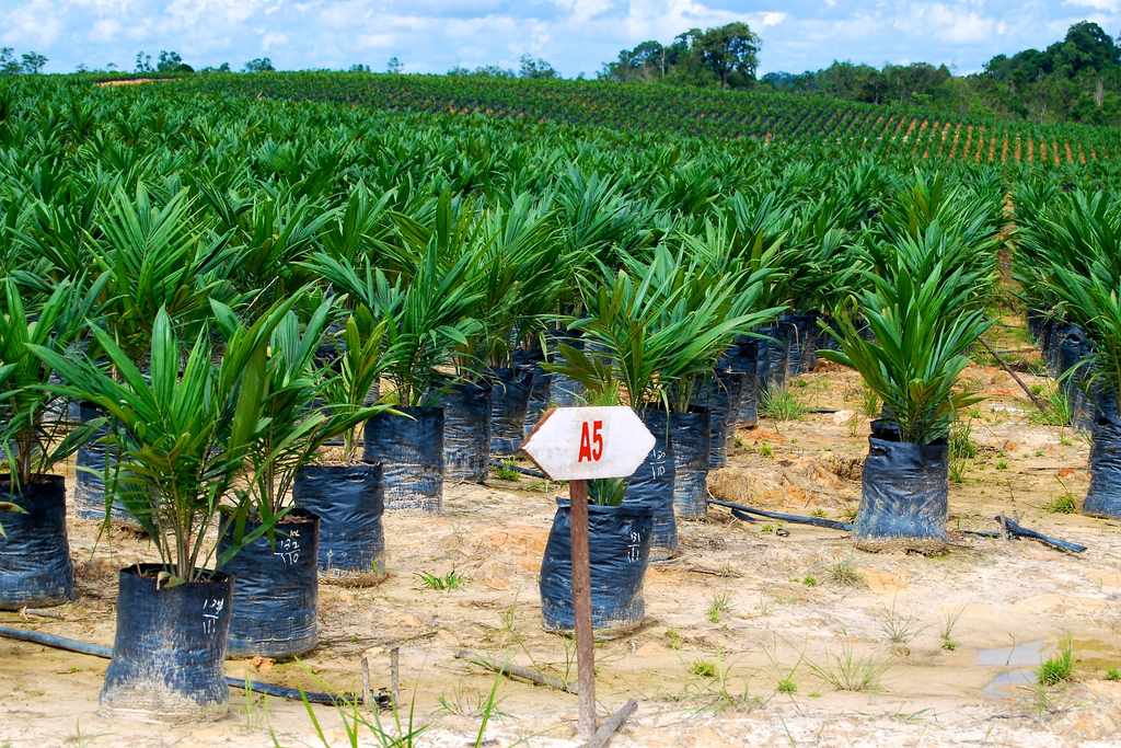 Oil palm seedling in West Kalimantan, Indonesia. PHOTO: Yayan Indriatmoko for CIFOR (Flickr)