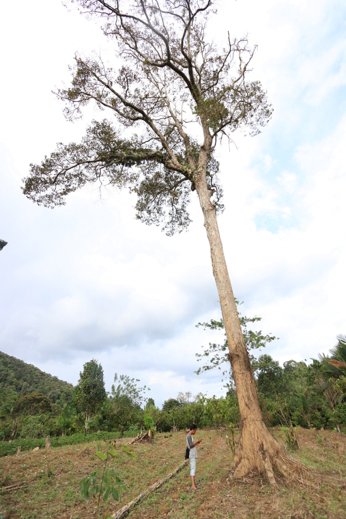 geo-located planted fruit trees (land use histories)