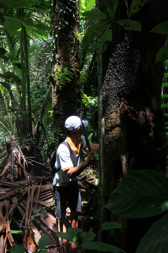 planted sago palm in protected forest