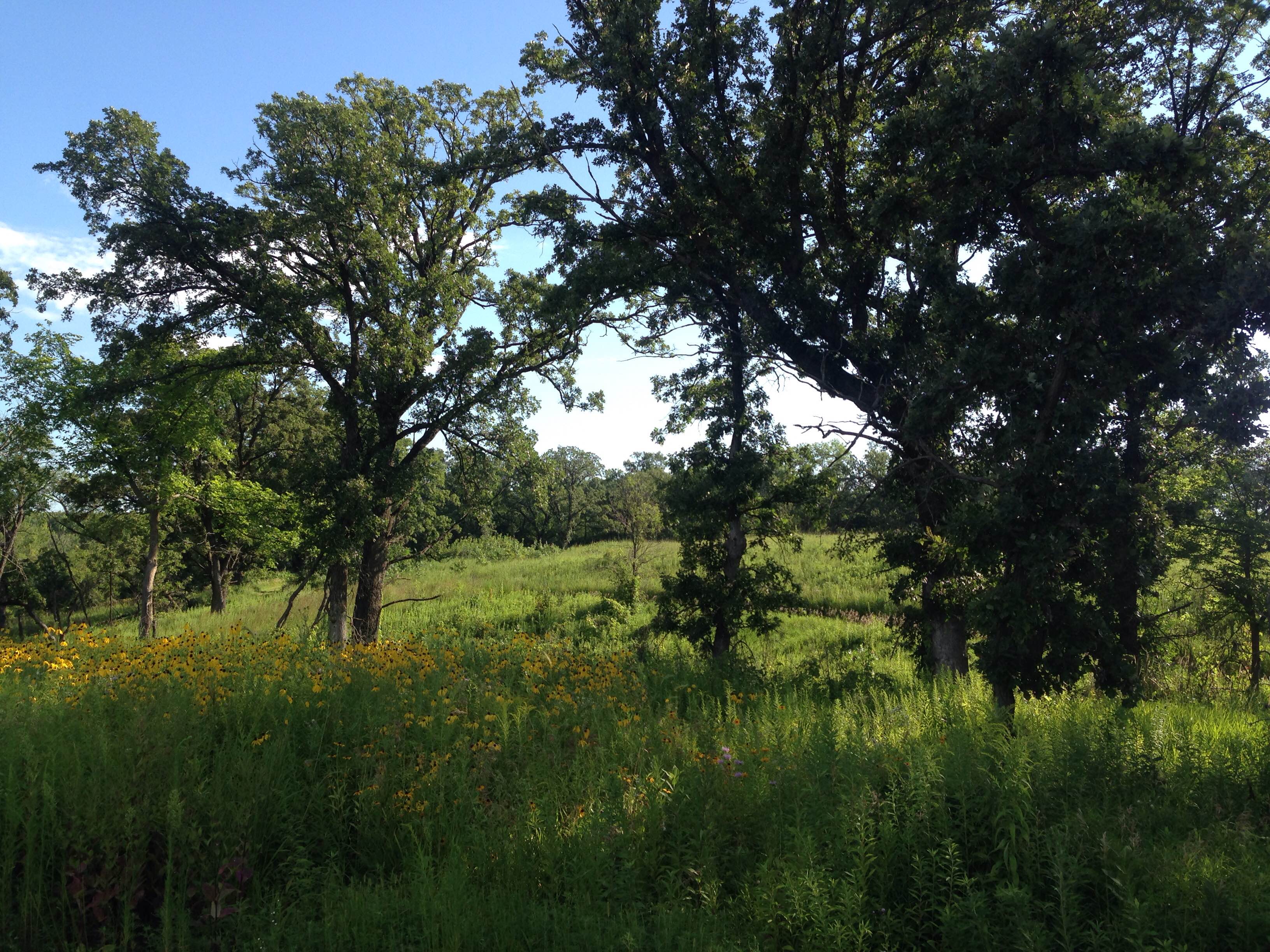 Oak savanna restoration