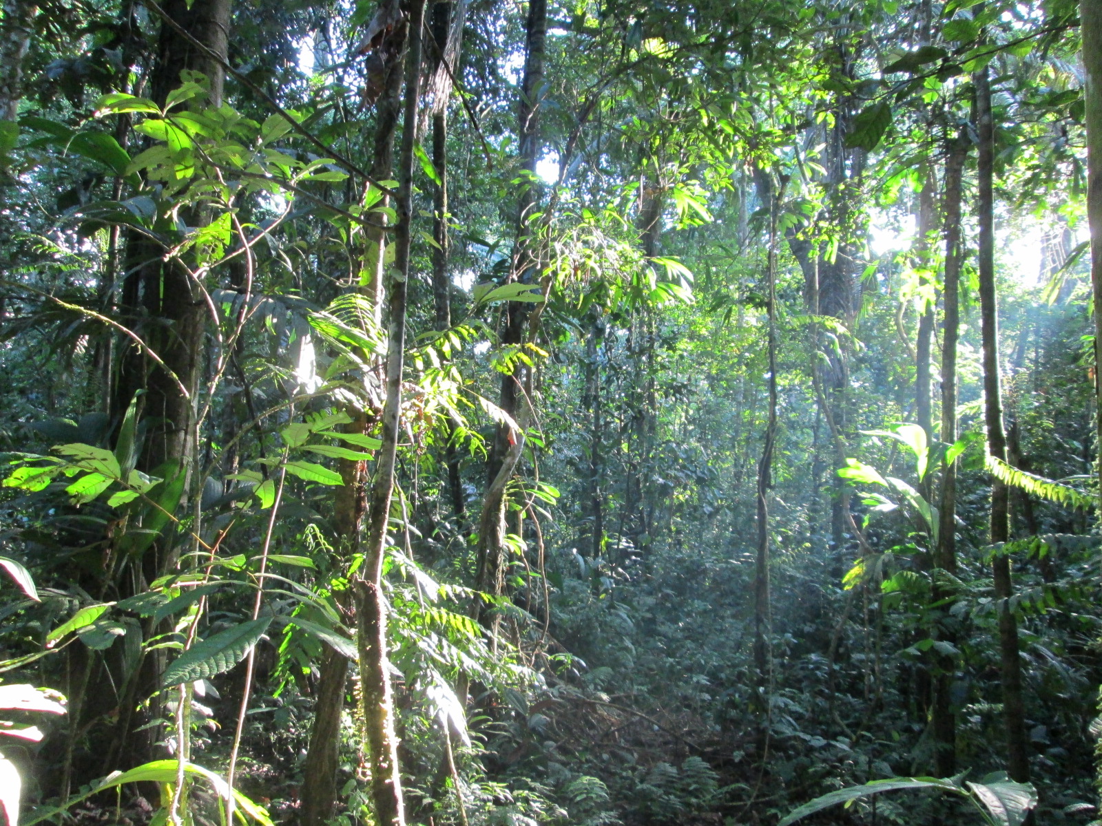 2012-11-17 - Bosque Shipetiari