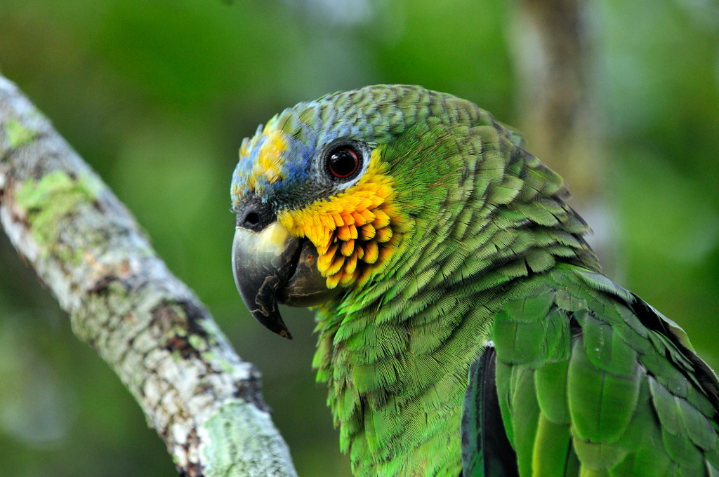 Amazon &#8211; Brazil, 2011.©Neil Palmer/CIAT