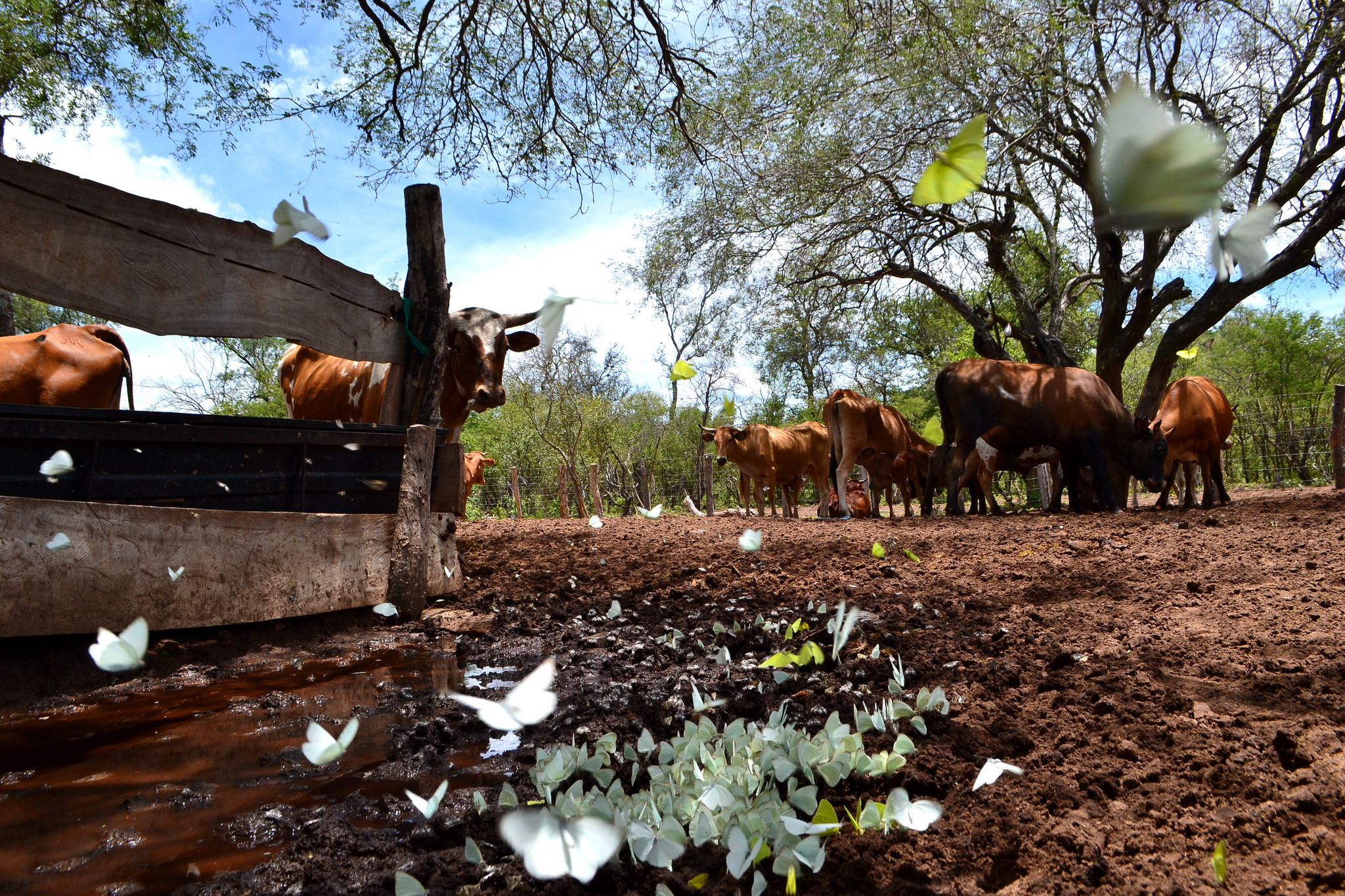 paraguaycattle