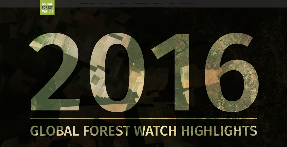 Global forest watch что это