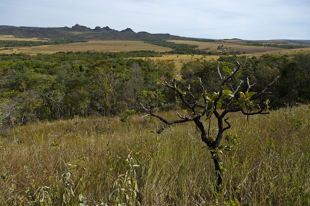 Cerrado_Parque_Estadual_dos_Pirineus