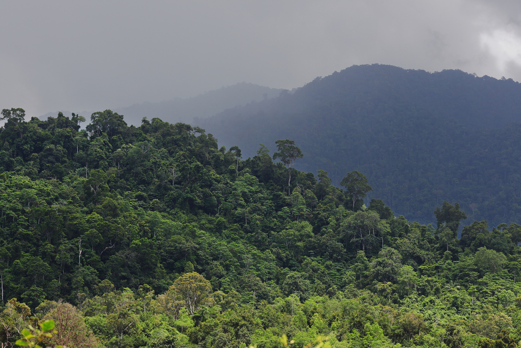 Ulu Masen forest, Aceh, Indonesia