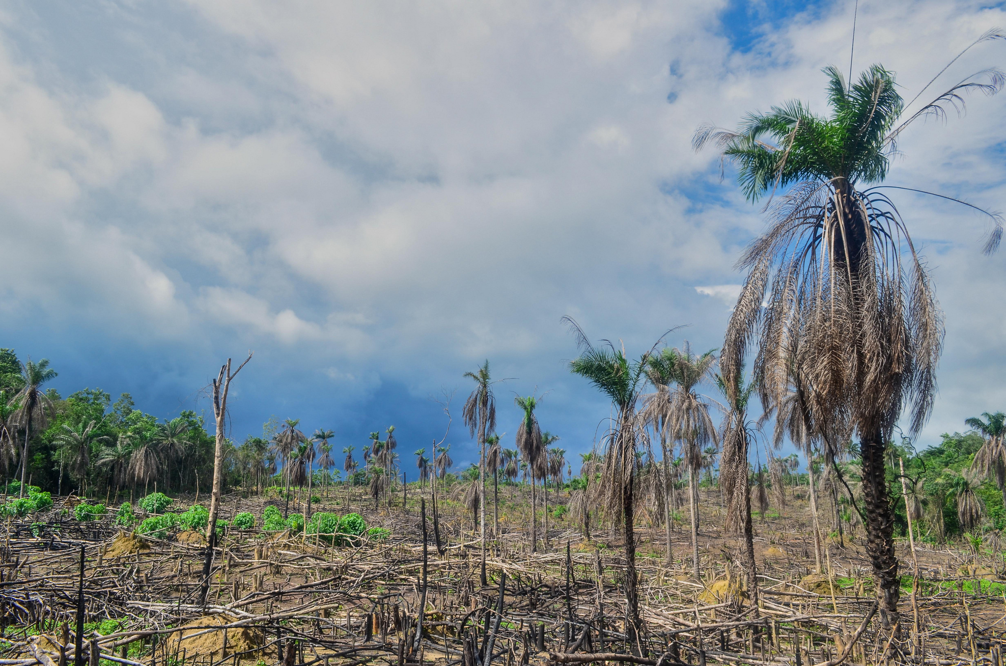 The Global Deforestation Crisis - Chipps Tree Care