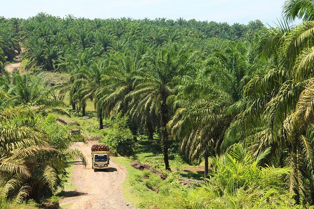 oil_palm_plantation