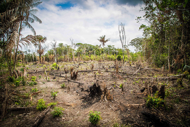 Tropical Deforestation