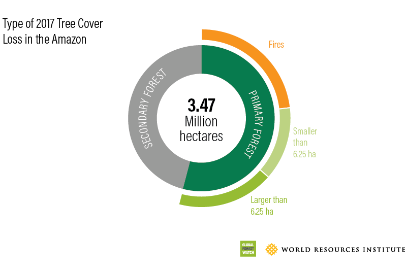 Type of 2017 Tree Cover Loss in the Amazon