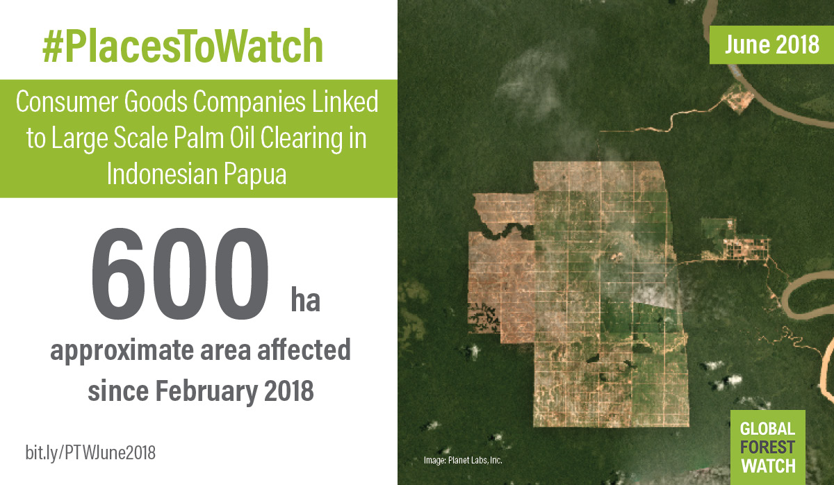 Oil palm clearing in a concession area of Papua, Indonesia. Photo: Planet Labs, Inc.