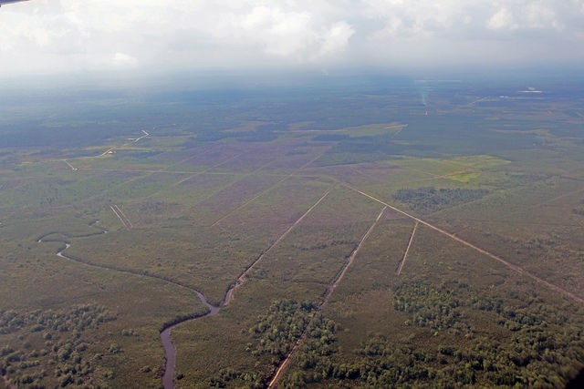 Drainage Canals in Peatland