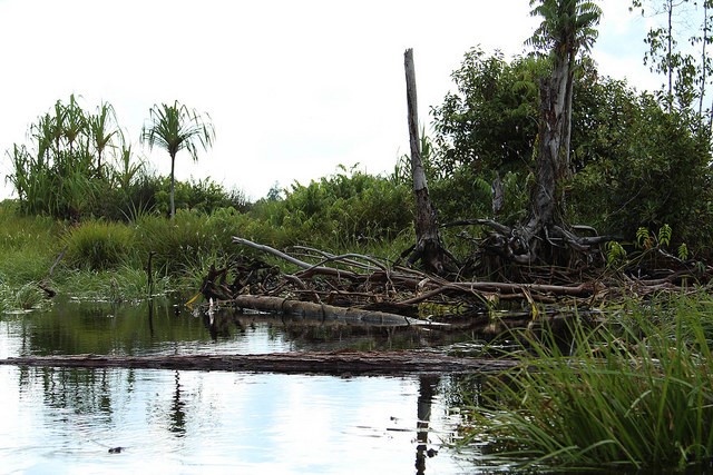 peat swamp