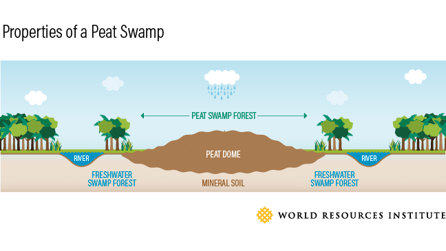 peat swamp graphic