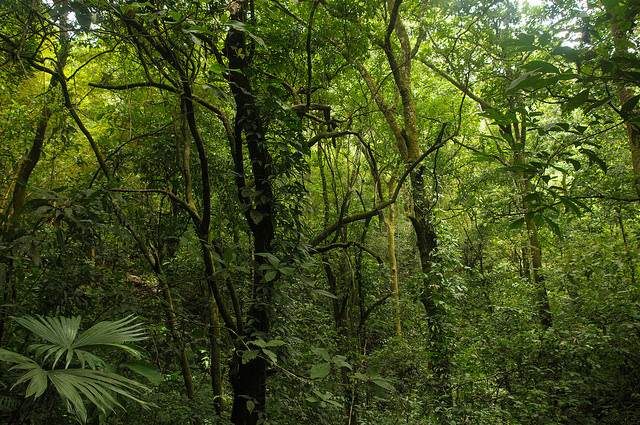 Costa Rican Forest