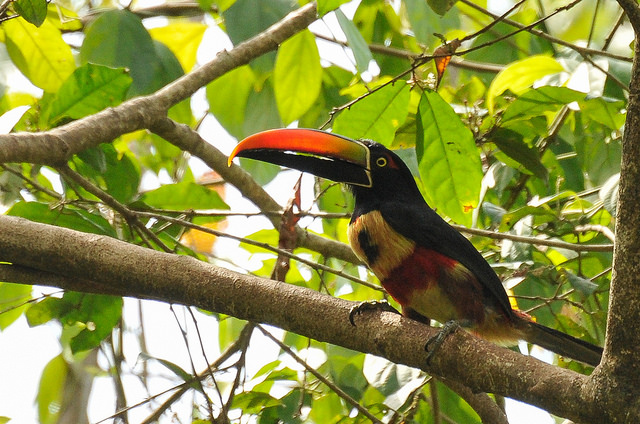 Toucan