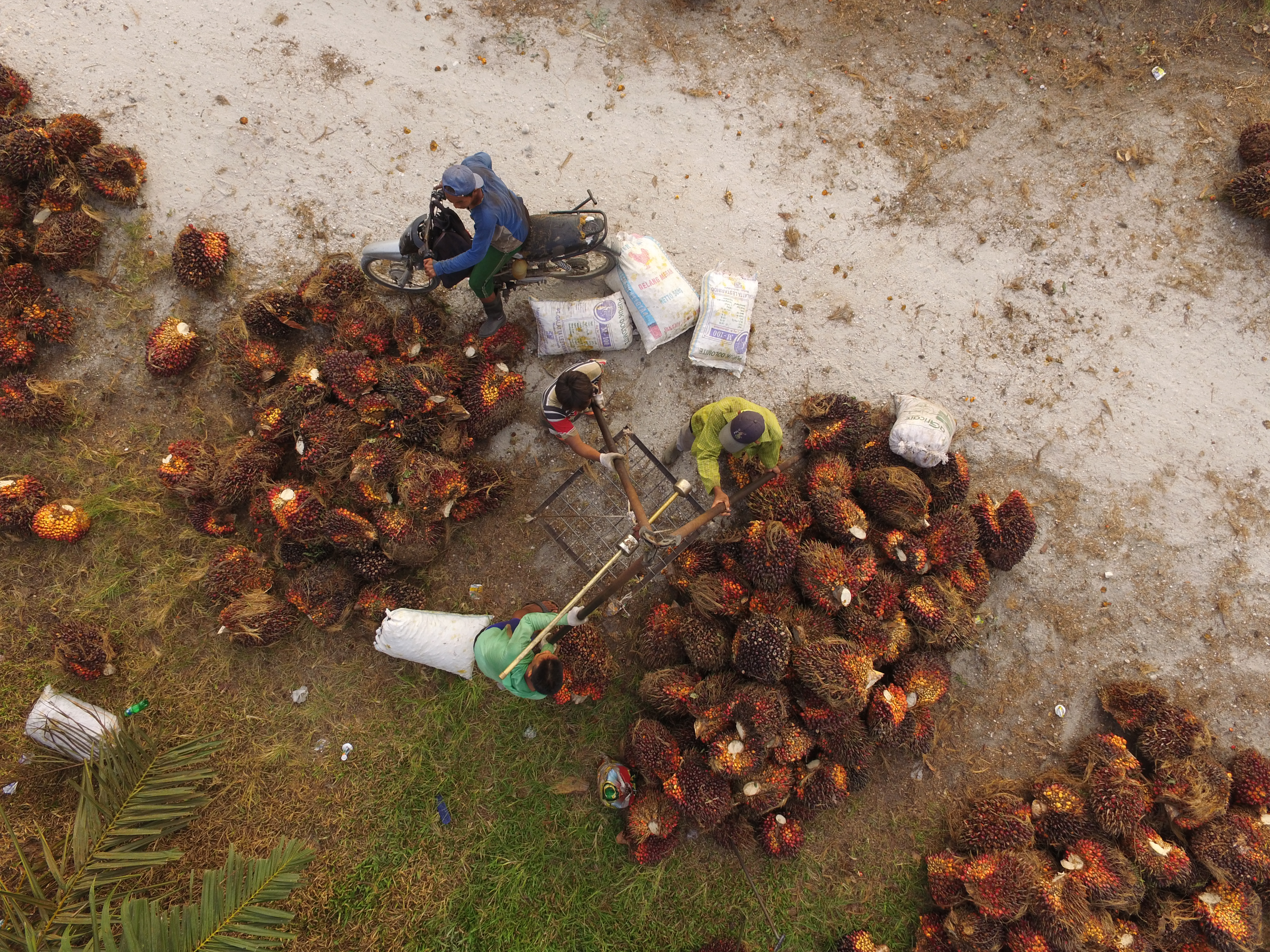 Palm oil mill