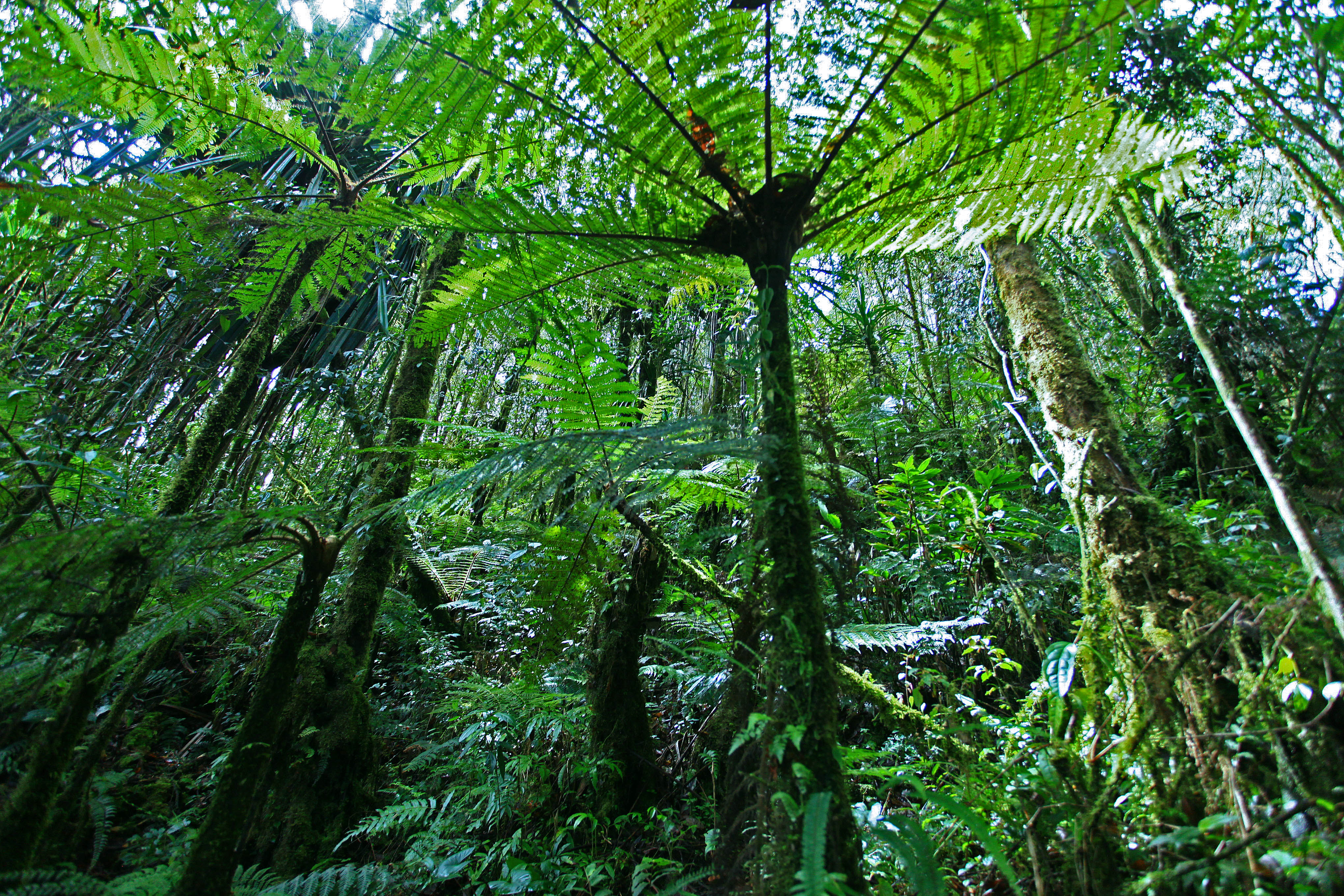 21_Cyathea_Papua_Rain_Forest_Papua-Indonesia