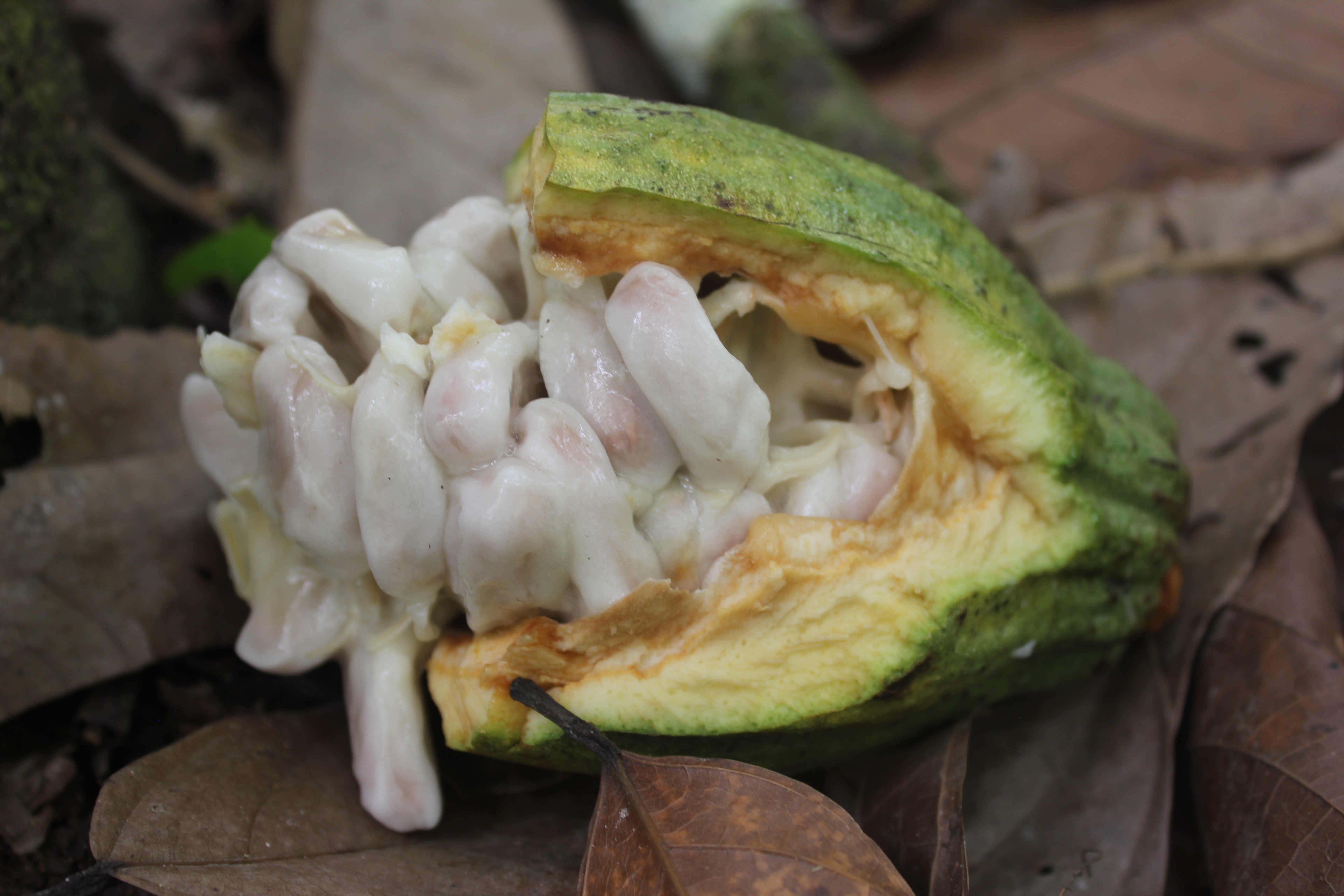 Cocoa pod