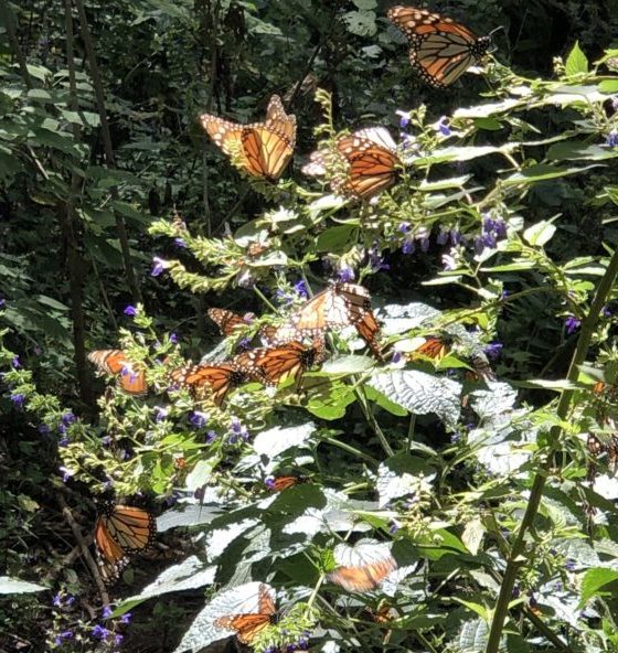Monarch butterflies.