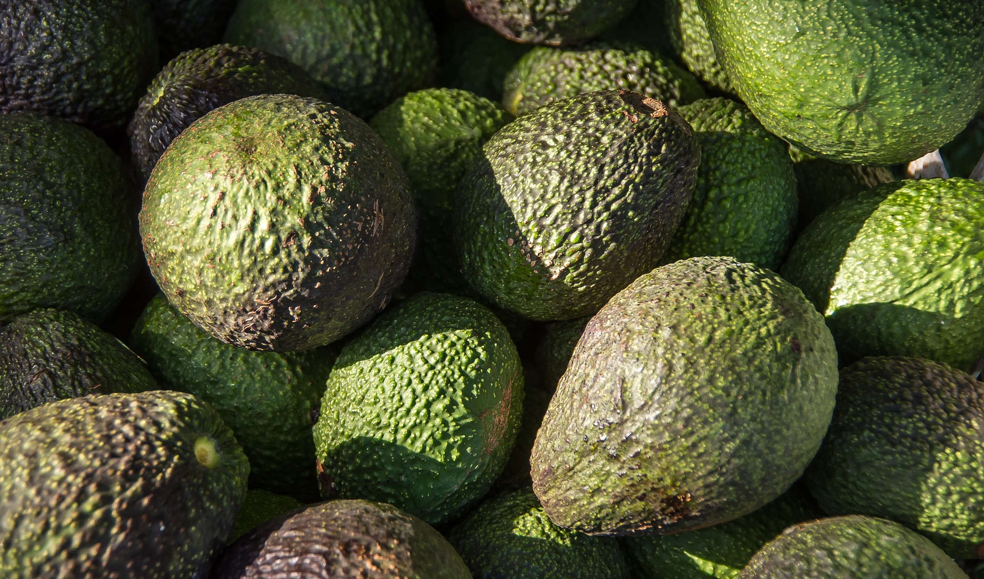 Current Situation of the Fresh Avocado Market in the US