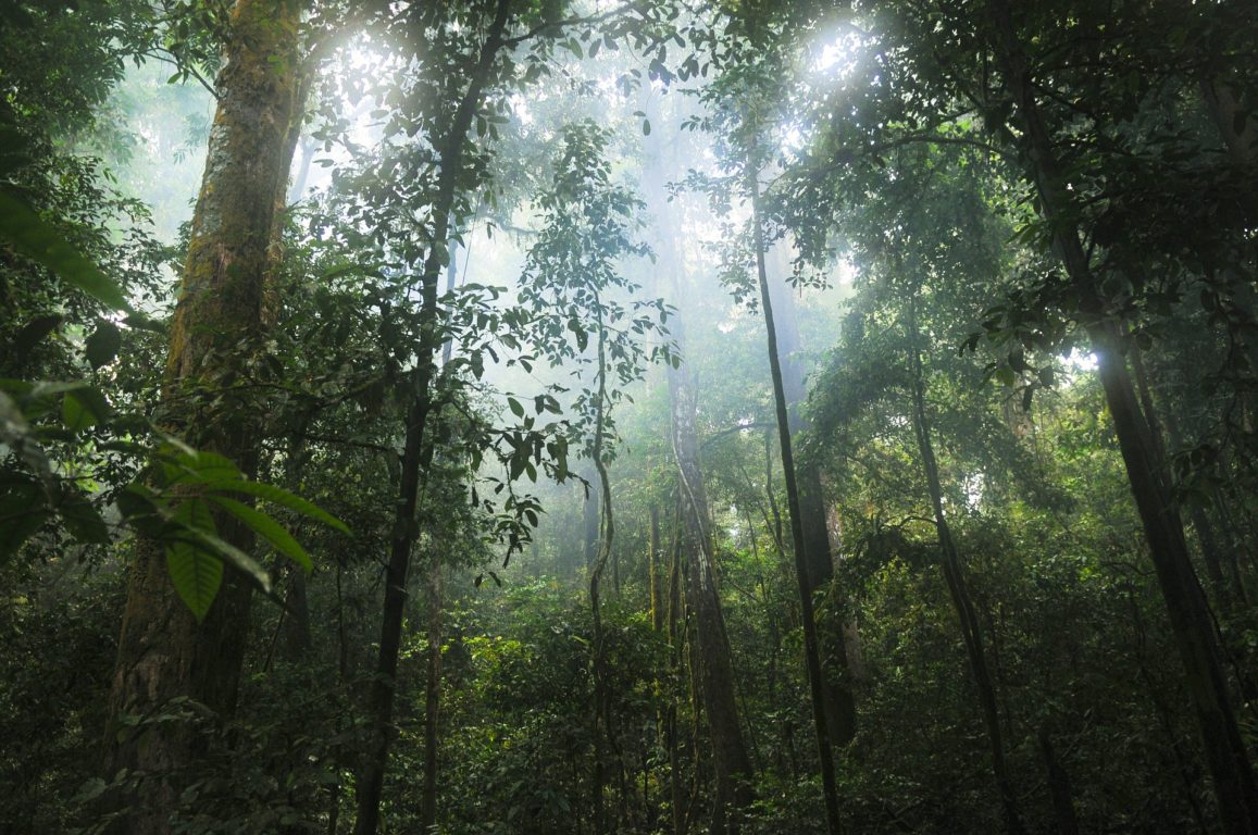 Facção TROPICAL e GRANDE FLORESTA - TABS MOD EXPANSIONARY 