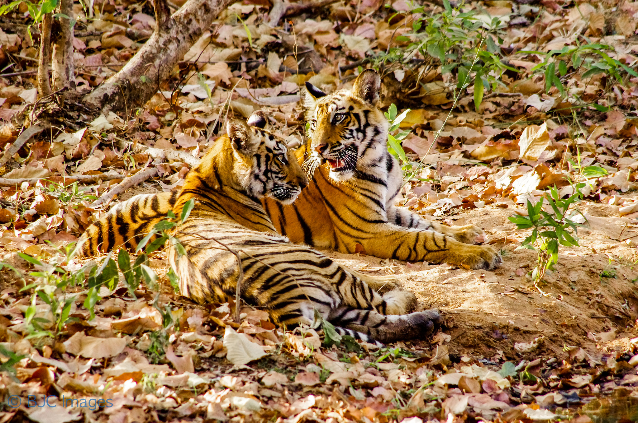 Tiger cubs sit together on forest floor