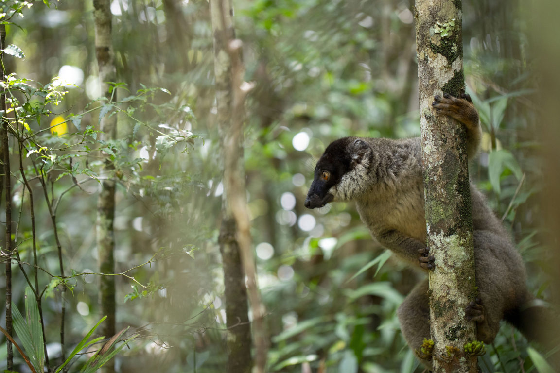 Madagascar | Global Forest Watch Blog