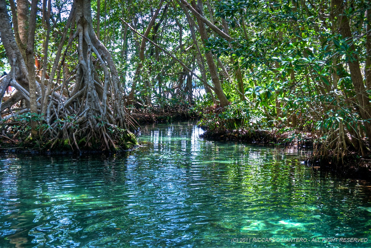 mangrove forest in Mexico