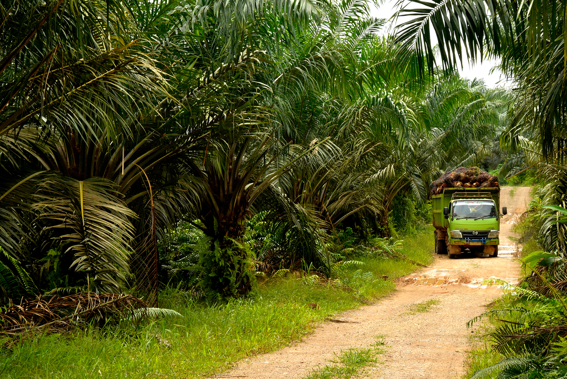 Oil Palm work