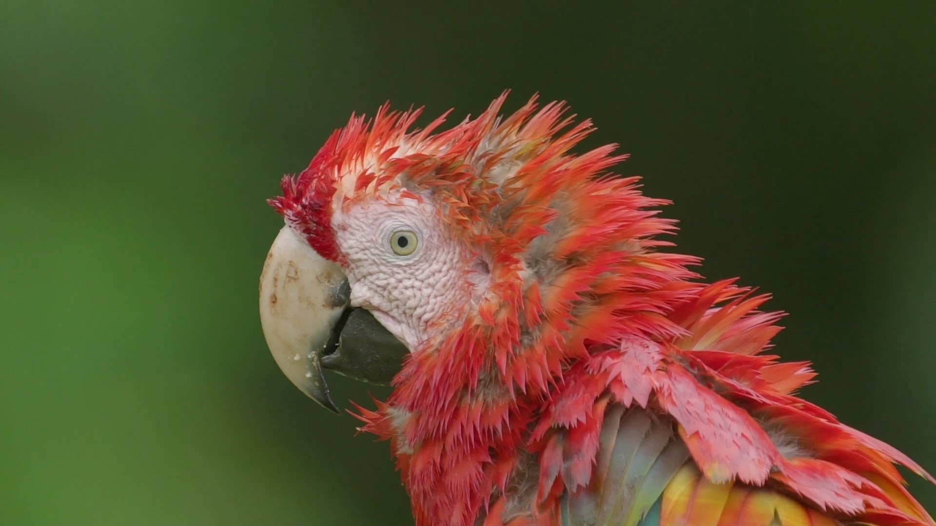 macaw