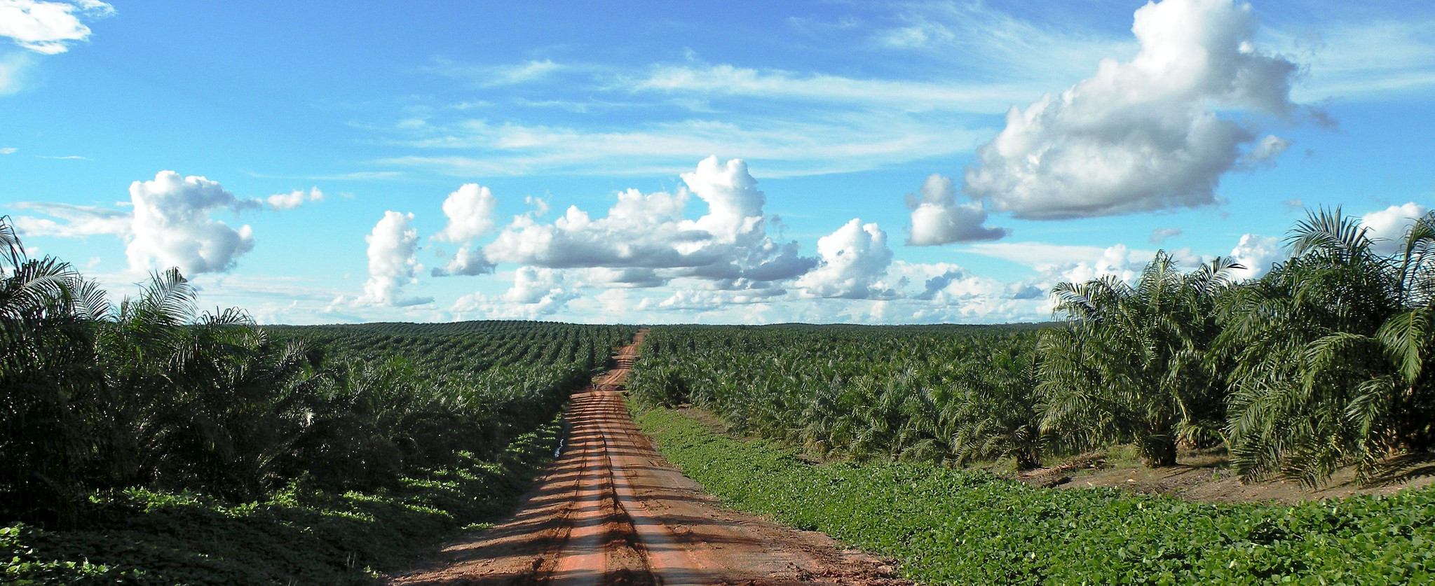 Plantation landscape