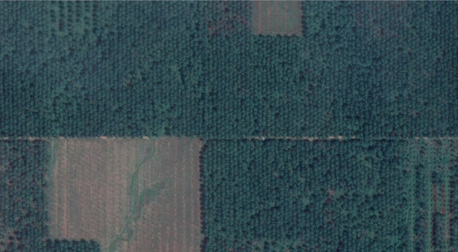 oil palm from above.