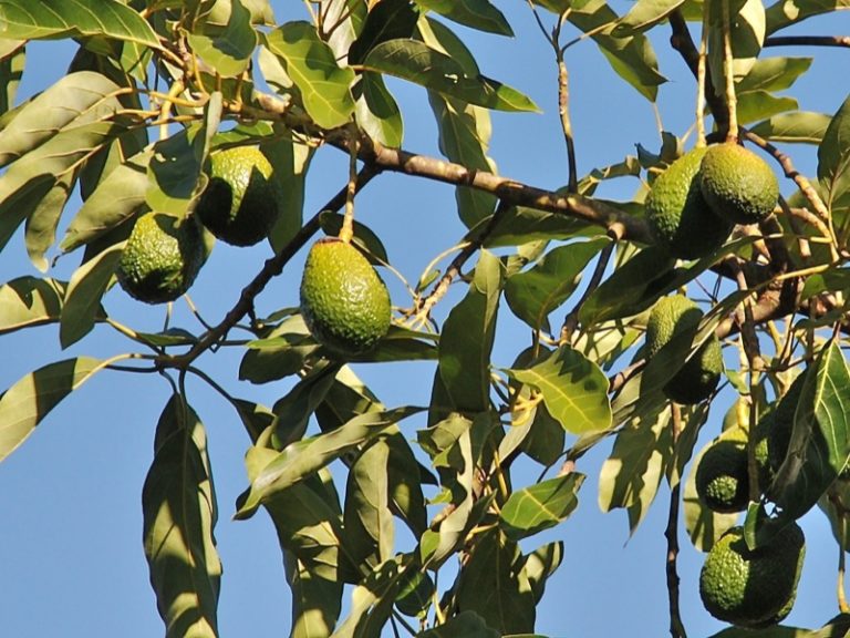 Will Mexico’s Growing Avocado Industry Harm Its Forests? Insights