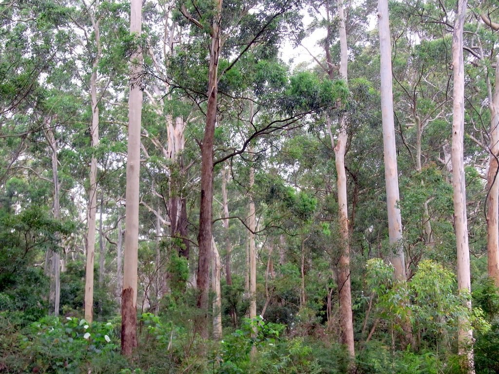 Eucalyptus