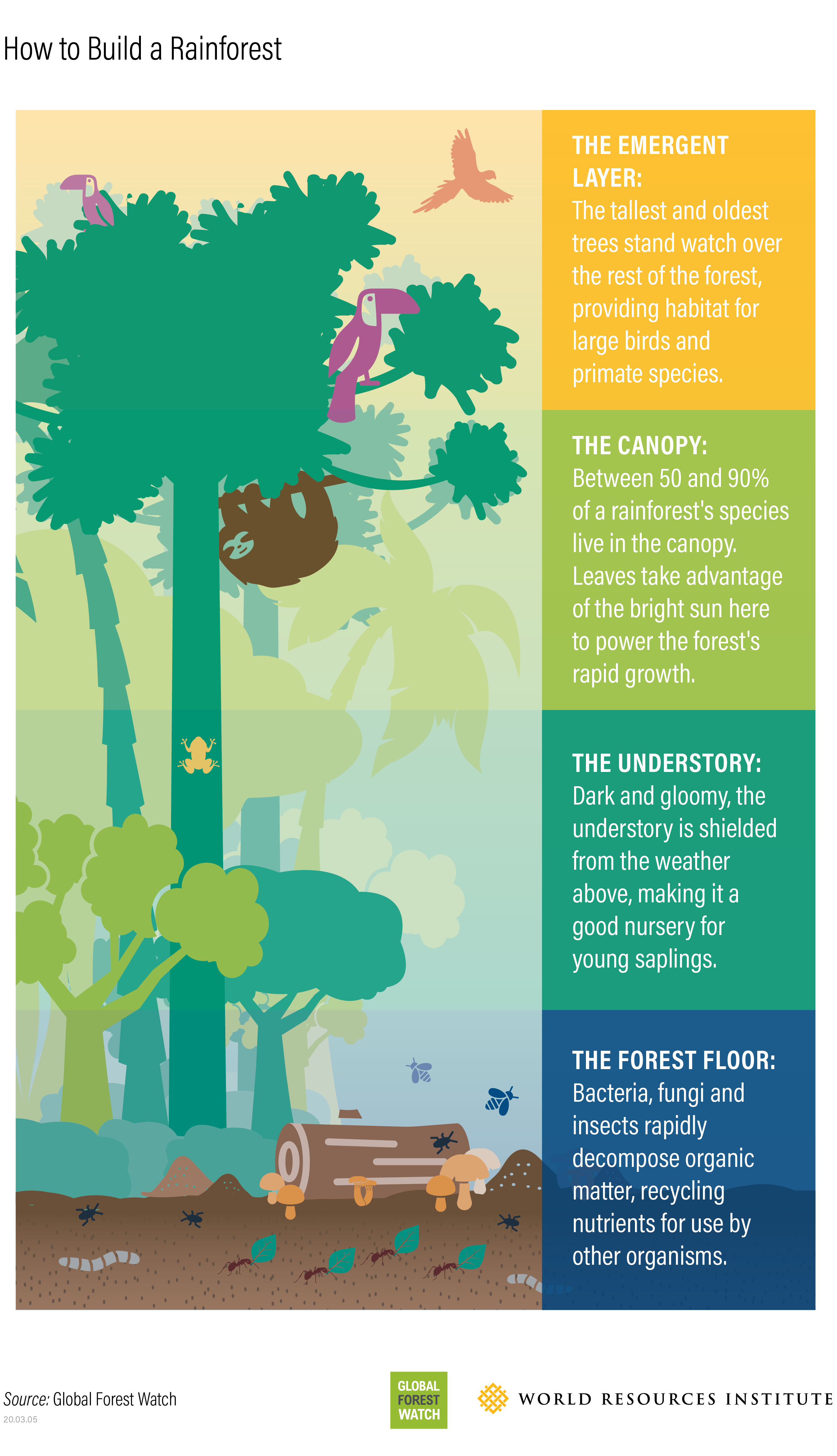 Parts Of The Amazon Rainforest