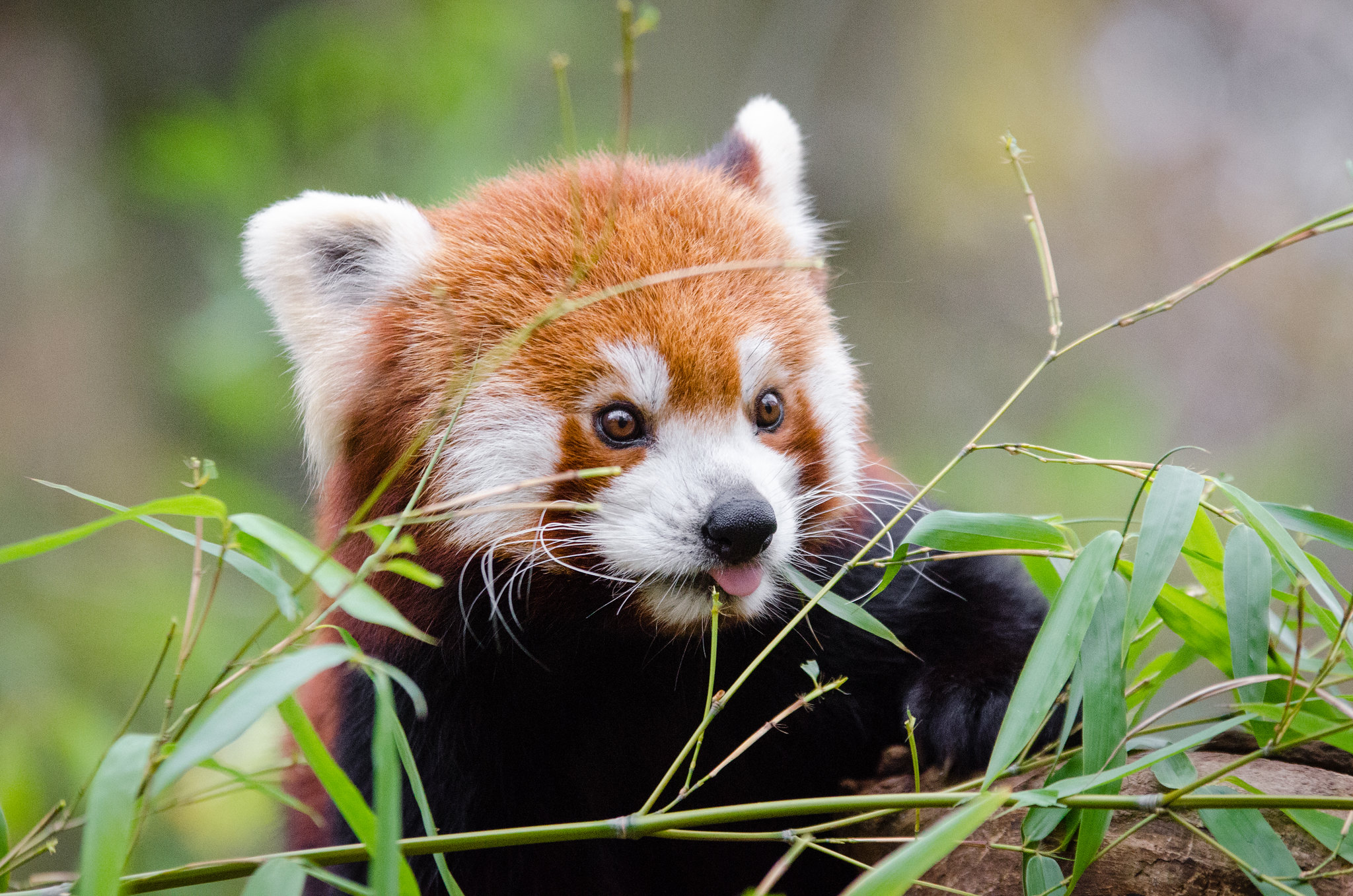 red panda