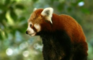 Forest Guardians In Nepal Employ Citizen Science To Protect Endangered Red Pandas People Global Forest Watch Blog