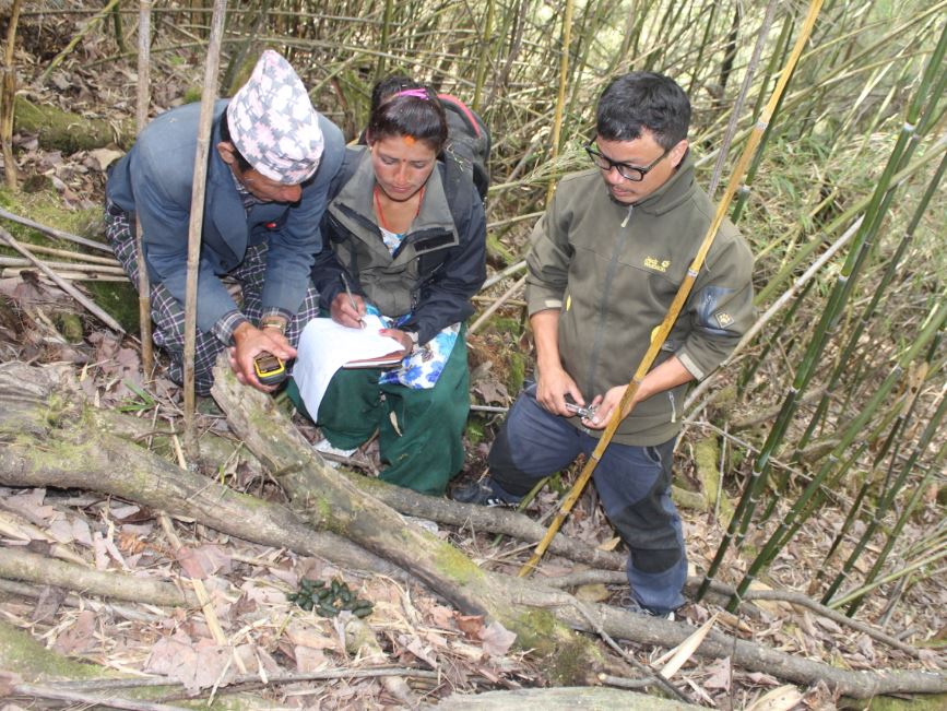 Forest Guardians In Nepal Employ Citizen Science To Protect Endangered Red Pandas People Global Forest Watch Blog