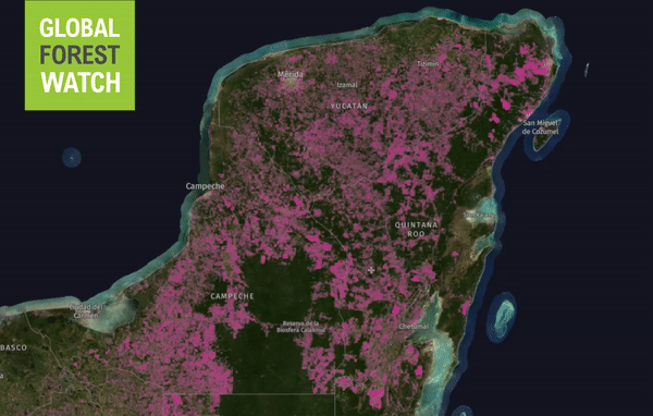 deforestation Yucatán
