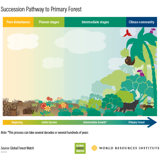 forest successional pathway from disturbance to primary forest