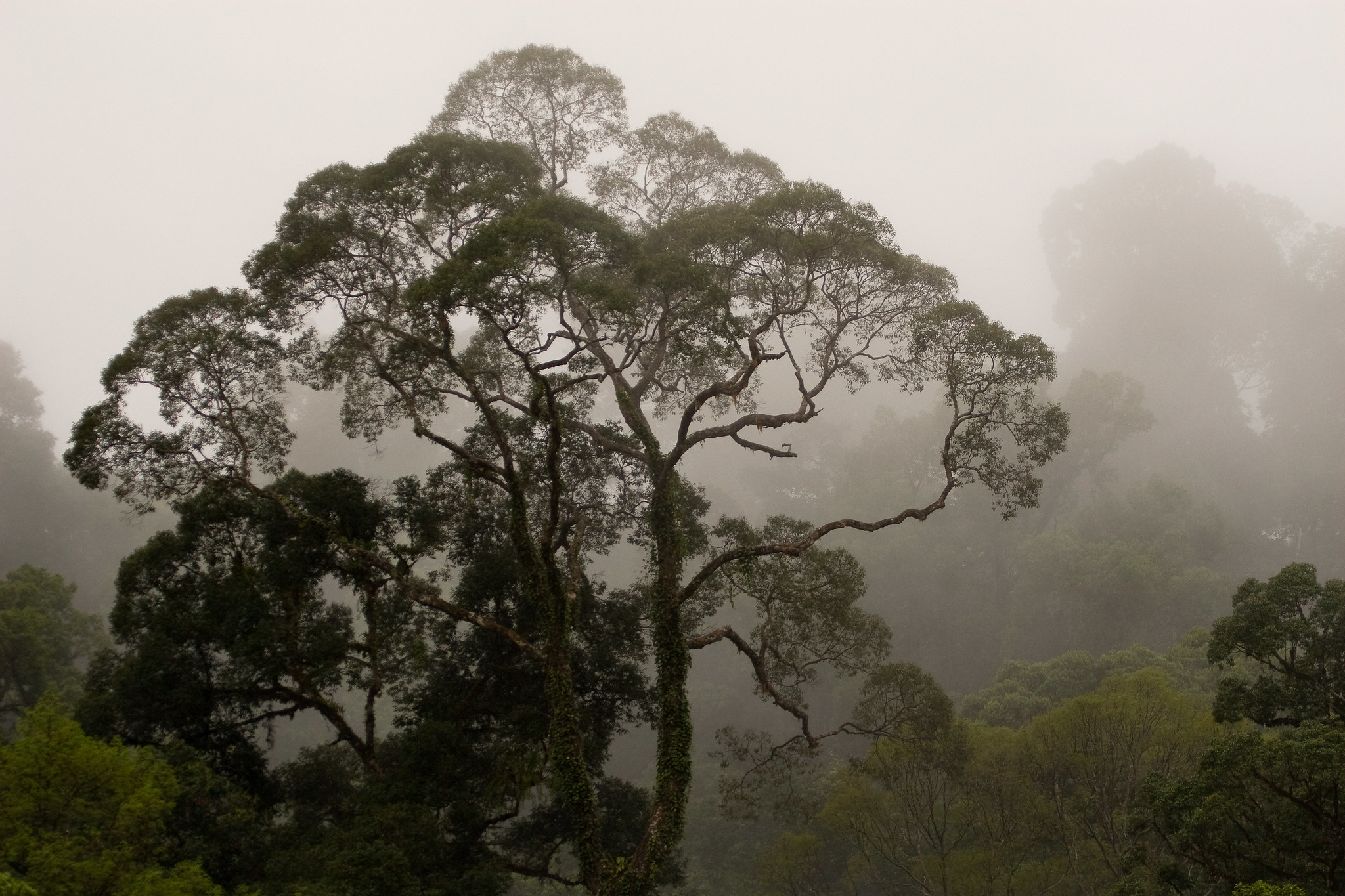 Brazil's Atlantic Forests are naturally regenerating much faster